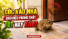 Cóc vào nhà báo hiệu phong thủy tốt hay xấu?