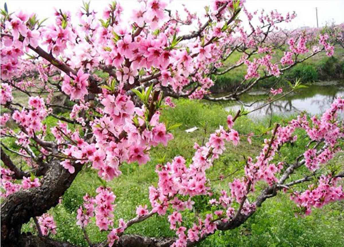 Ý nghĩa phong thủy của hoa đào