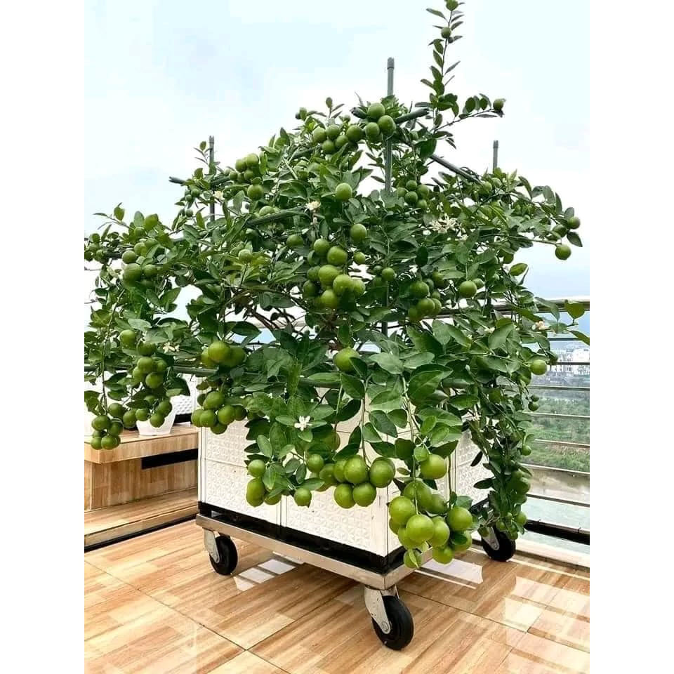 Theo quan niệm phong thủy, hương thơm của chanh giúp hóa giải khí xấu